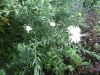 DSCN9901.JPG