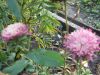 DSCN9906.JPG