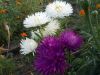 DSCN9907.JPG