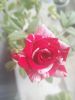 IMG_20160809_121041.jpg