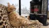 cats-keeping-warm-12.jpg