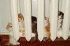 cats-keeping-warm-14.jpg