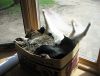 cats-keeping-warm-25.jpg
