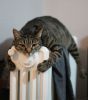 cats-keeping-warm-4.jpg