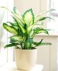dieffenbachia1.jpg