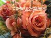 images_6746.jpg