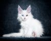 white-cats-robert-sijka-1463057964.jpg