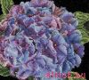 Thea Gouverneur 497, Hydrangea