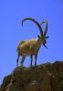 Mountain Goat-1.jpg