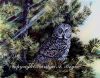 Great Grey Owl.jpg