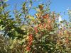 DSCF0629.JPG