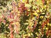 DSCF0631.JPG