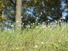 DSCF0656.JPG
