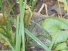 DSCN0133.JPG