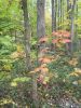 DSCN0137.JPG