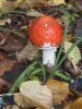 DSCN0138.JPG