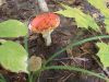 DSCN0139.JPG