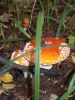 DSCN0155.JPG