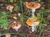 DSCN0156.JPG
