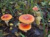 DSCN0248.JPG
