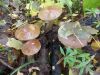 DSCN0249.JPG