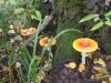 DSCN0250.JPG