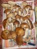 DSCN0260.JPG