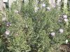 DSCN0290.JPG