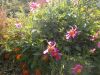DSCN0291.JPG