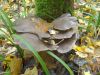 DSCN0337.JPG