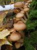 DSCN0343.JPG