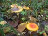 DSCN0344.JPG