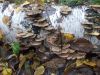 DSCN0345.JPG