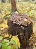DSCN0348.JPG