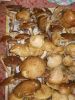 DSCN0371.JPG