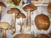 DSCN0378.JPG