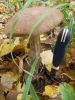 DSCN0401.JPG