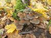DSCN0405.JPG