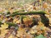 DSCN0406.JPG