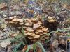 DSCN0407.JPG