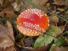 DSCN0410.JPG