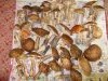 DSCN0418.thumb.JPG.9fcae5a60fba74e051de215588dbcd8f.JPG?1475234158140