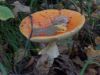 DSCN2845.jpg