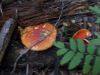 DSCN2867.jpg