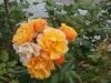 DSCN5699.JPG