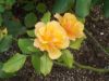 DSCN5701.JPG