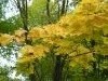 DSCN9512.thumb.JPG.6b25a0fe597c1badece638a5706a8289.JPG?1474930957137