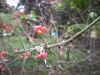 DSCN9515.JPG
