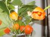 DSCN9963.JPG