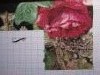 IMG_0773.thumb.JPG.a5eda32479b03b03eca6ba0ca38f4653.JPG?1473066748184